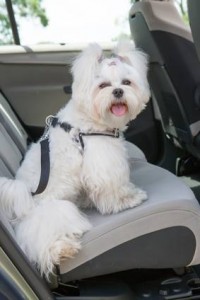 Un petit chien blanc au pelage soyeux est assis sur un siège d'auto à Brossard, portant un harnais. Le toutou heureux regarde la caméra en tirant la langue, tandis que la portière ouverte révèle un intérieur impeccable, idéal pour ceux qui ont une voiture sûre d'elle.